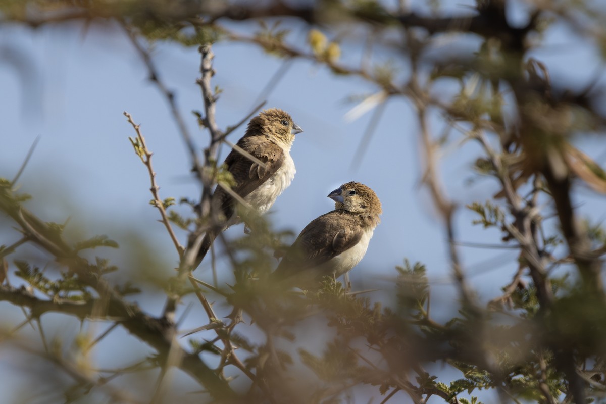 アフリカギンバシ - ML647130980