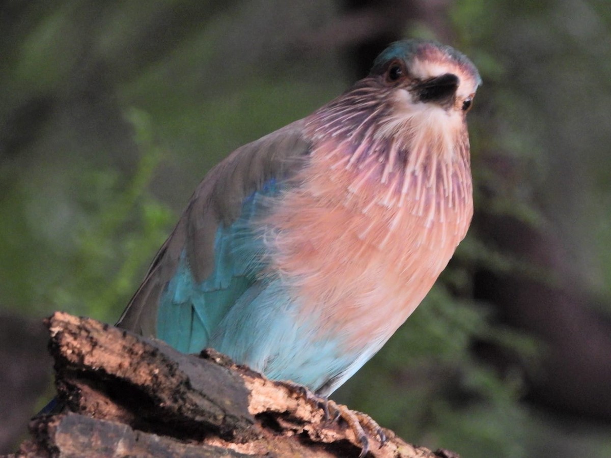 Indian Roller - ML647130981