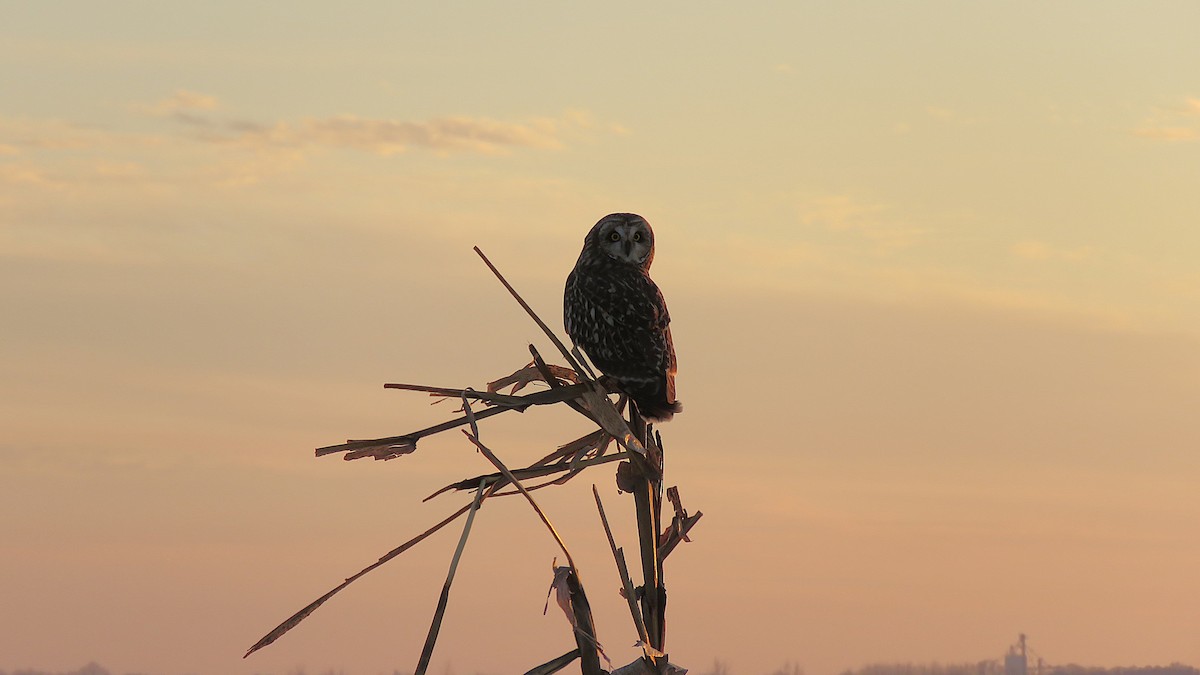 Short-eared Owl (Northern) - ML647130982