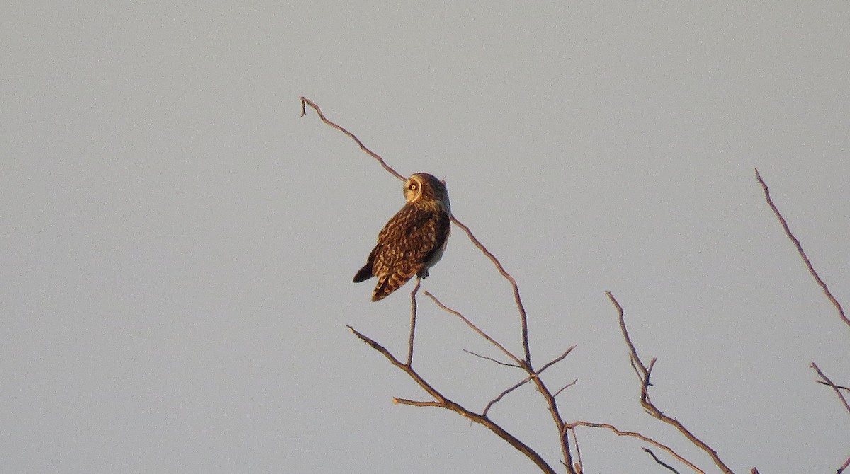 Short-eared Owl (Northern) - ML647130983