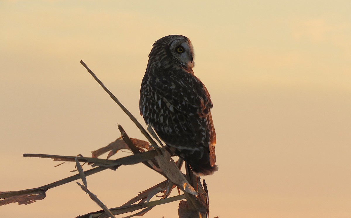 Short-eared Owl (Northern) - ML647130984
