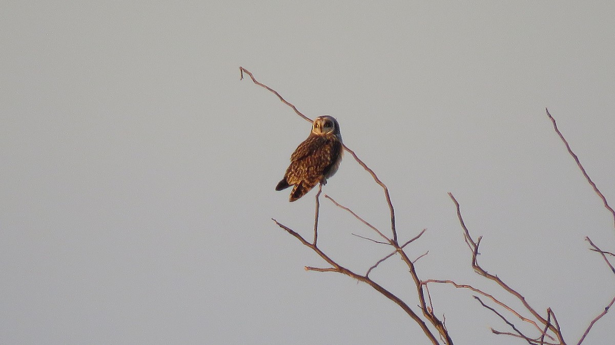 Short-eared Owl (Northern) - ML647130985