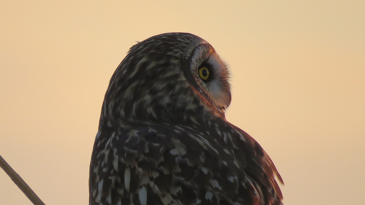 Short-eared Owl (Northern) - ML647130986