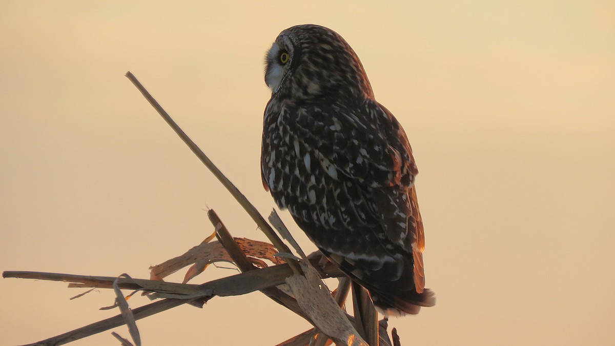 Short-eared Owl (Northern) - ML647130987