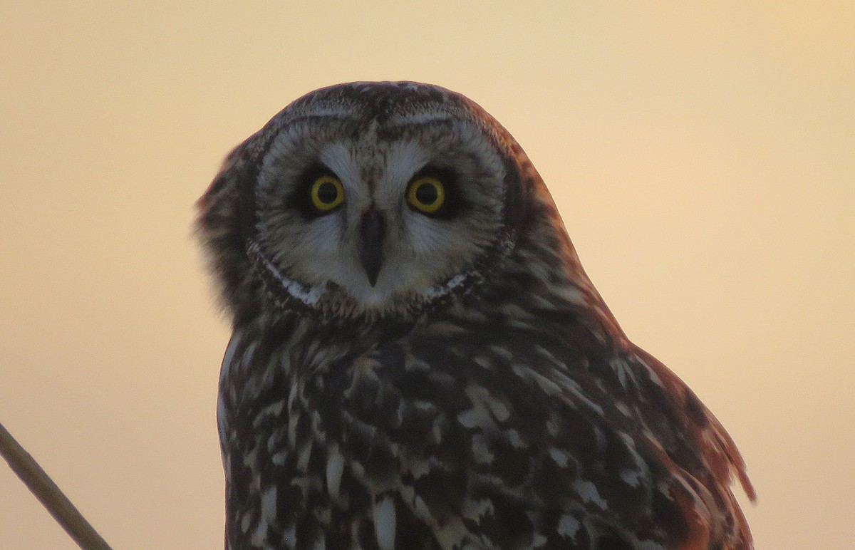 Short-eared Owl (Northern) - ML647130988