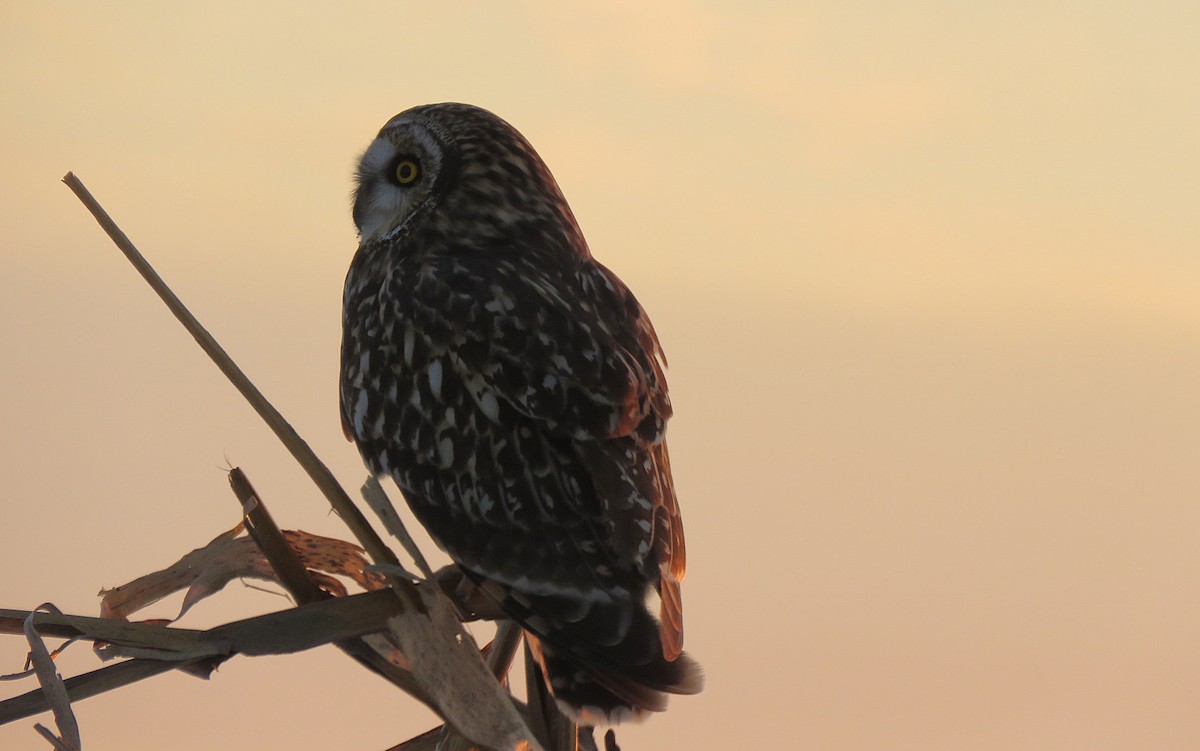 Short-eared Owl (Northern) - ML647130990