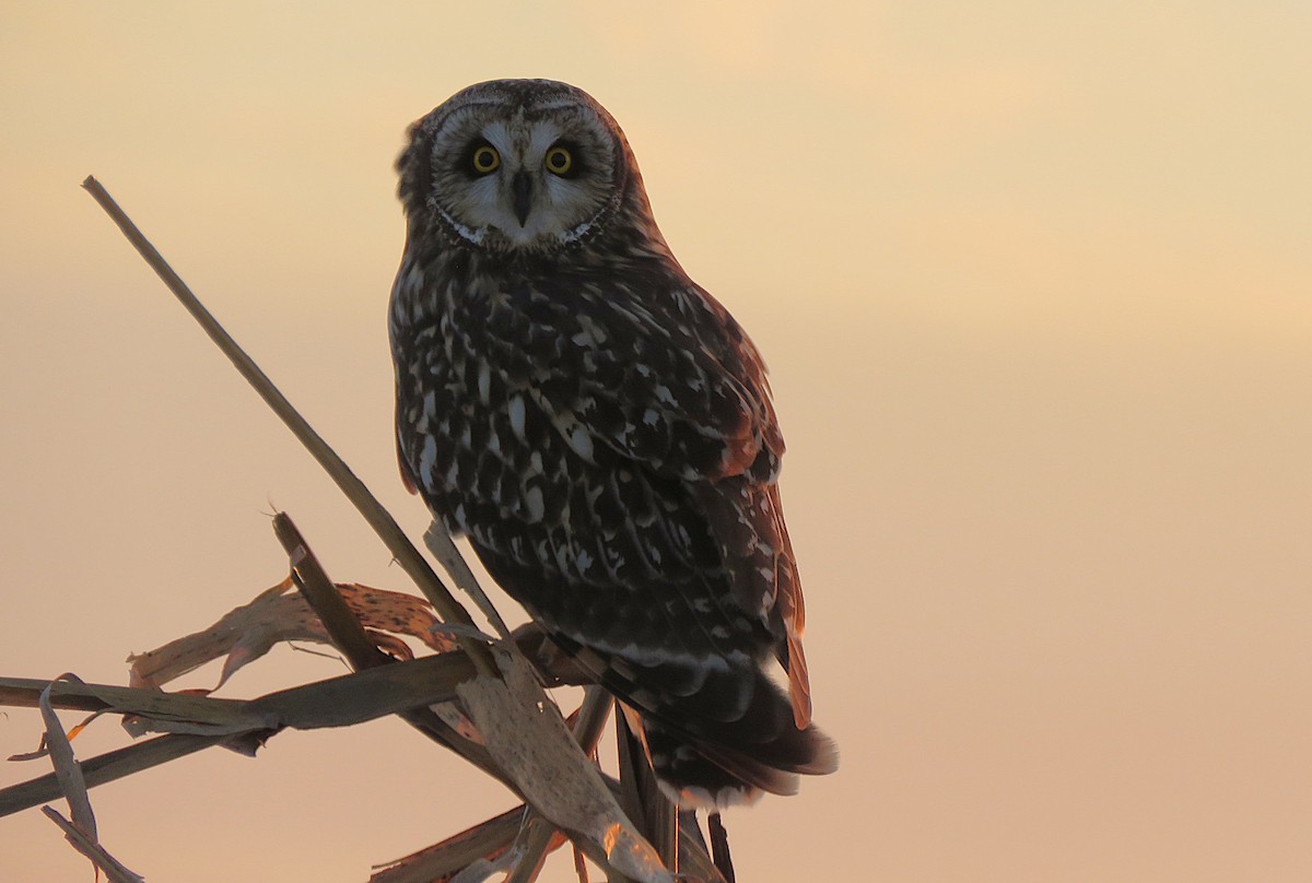 Short-eared Owl (Northern) - ML647130991