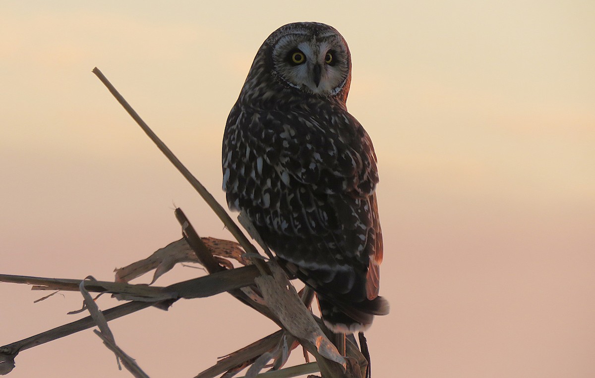 Short-eared Owl (Northern) - ML647130992
