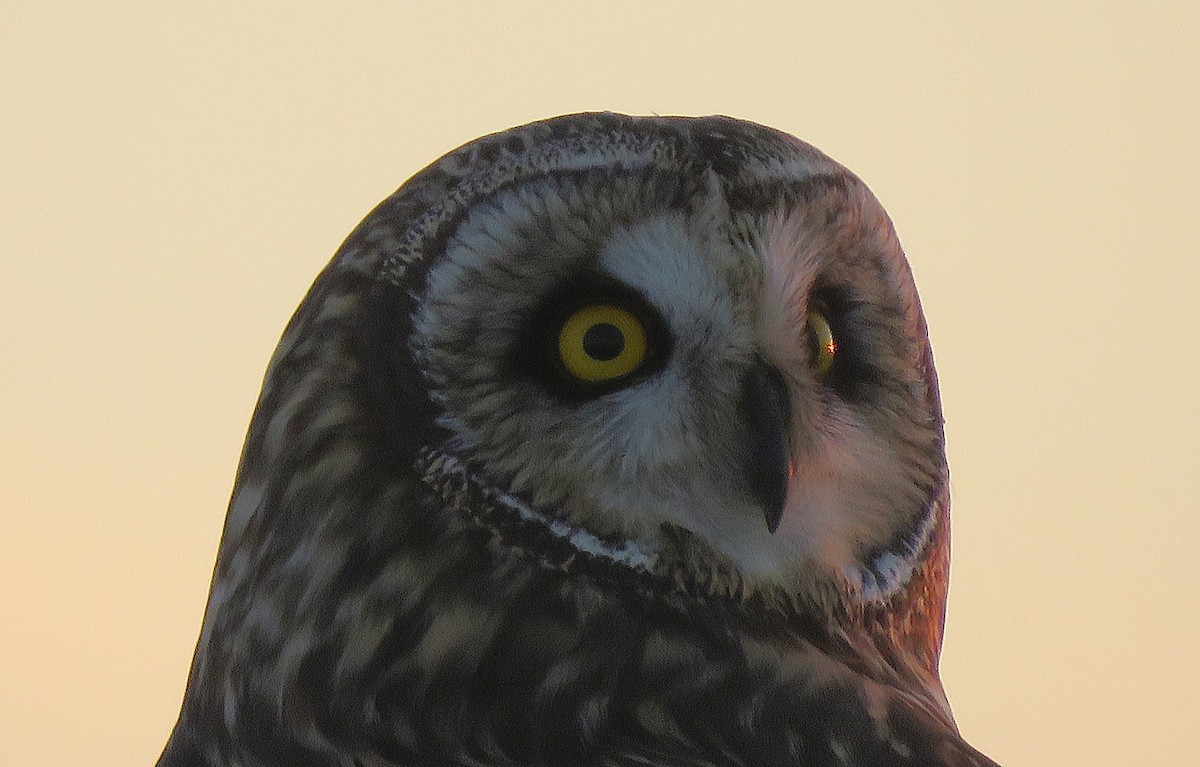 Short-eared Owl (Northern) - ML647130993