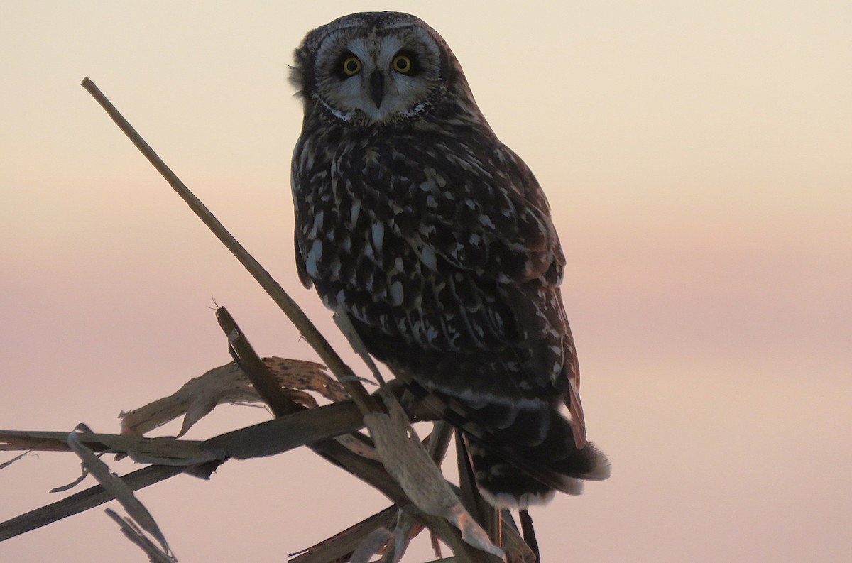 Short-eared Owl (Northern) - ML647130994