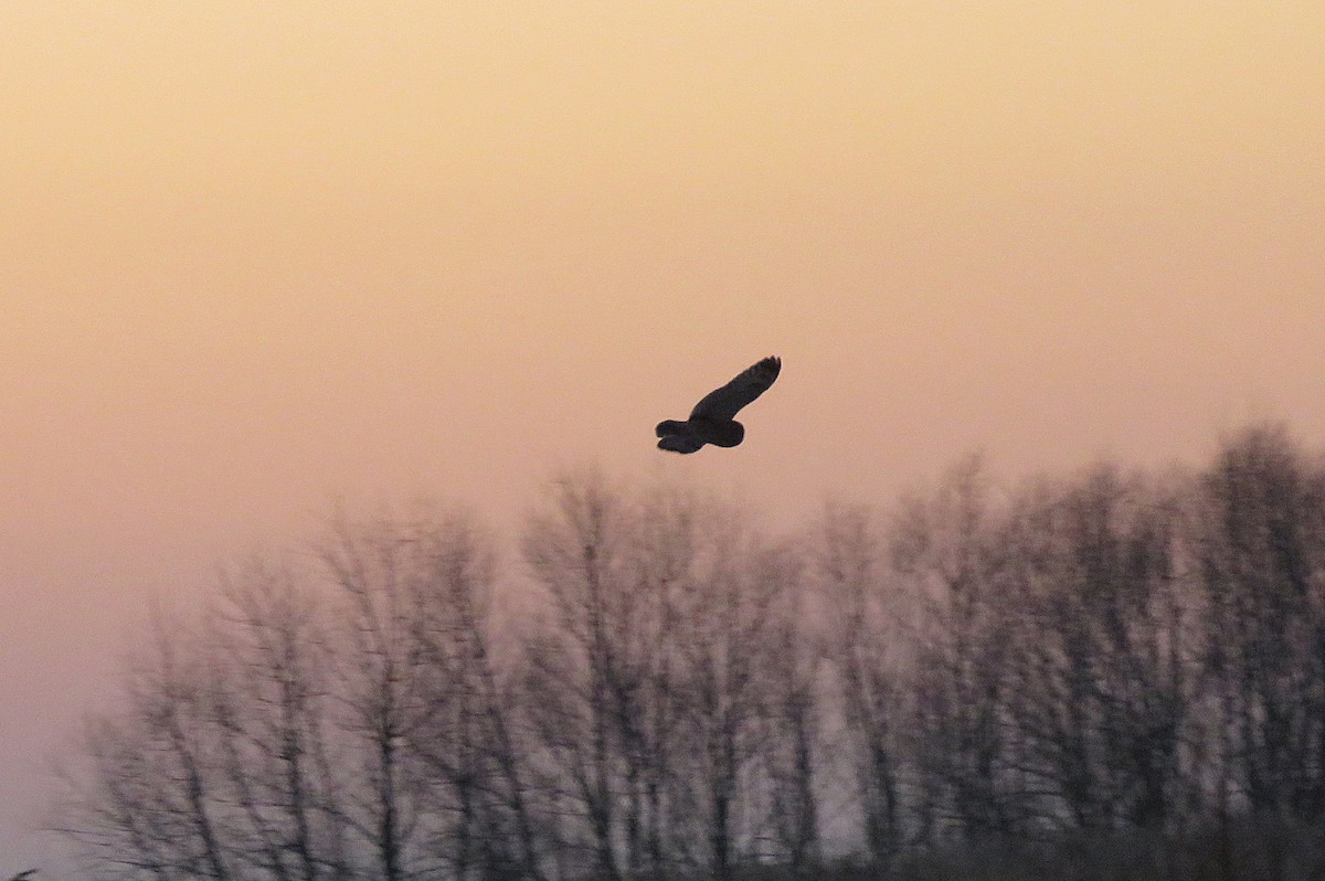 Short-eared Owl (Northern) - ML647130995