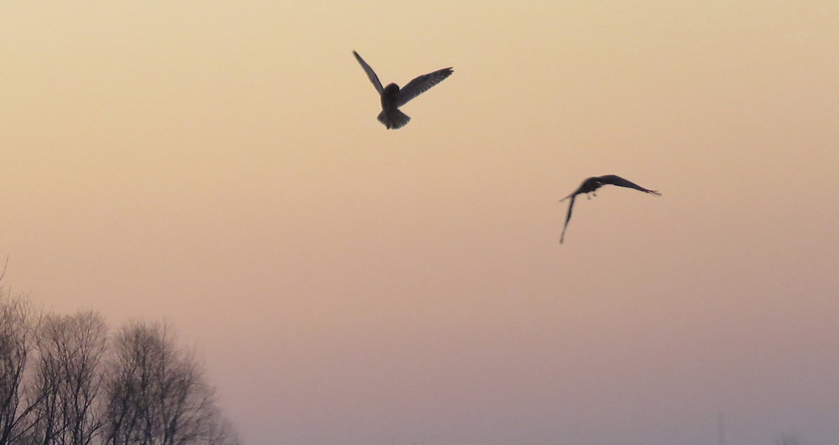 Short-eared Owl (Northern) - ML647130996
