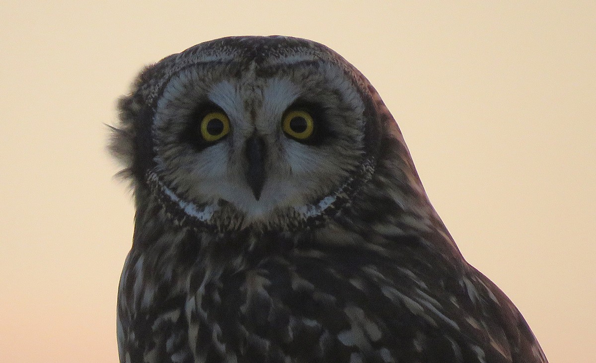 Short-eared Owl (Northern) - ML647130997