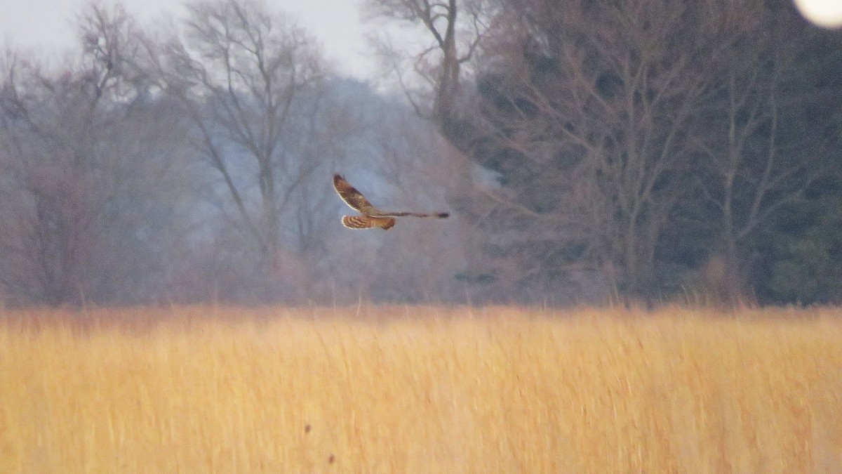 Short-eared Owl (Northern) - ML647130998