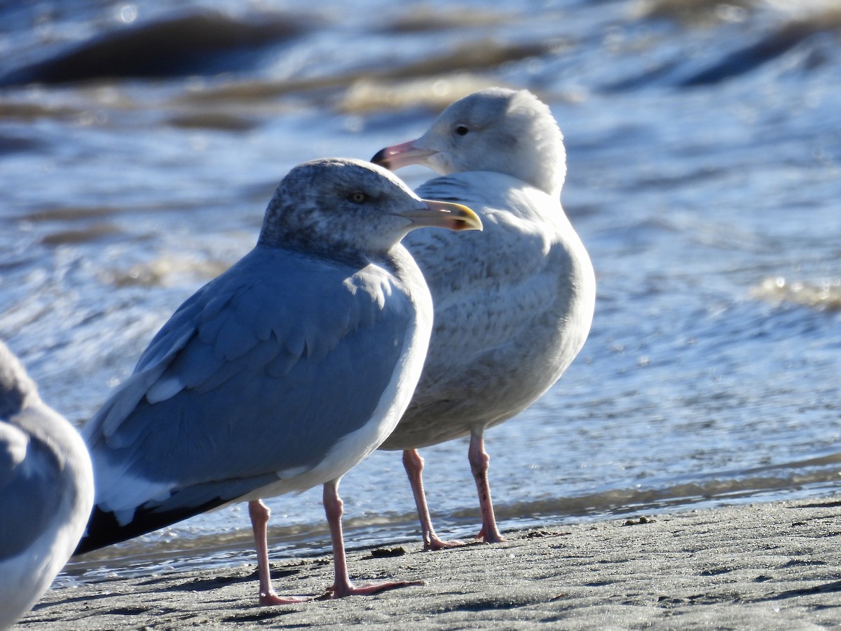 Бургомистр - ML647130999