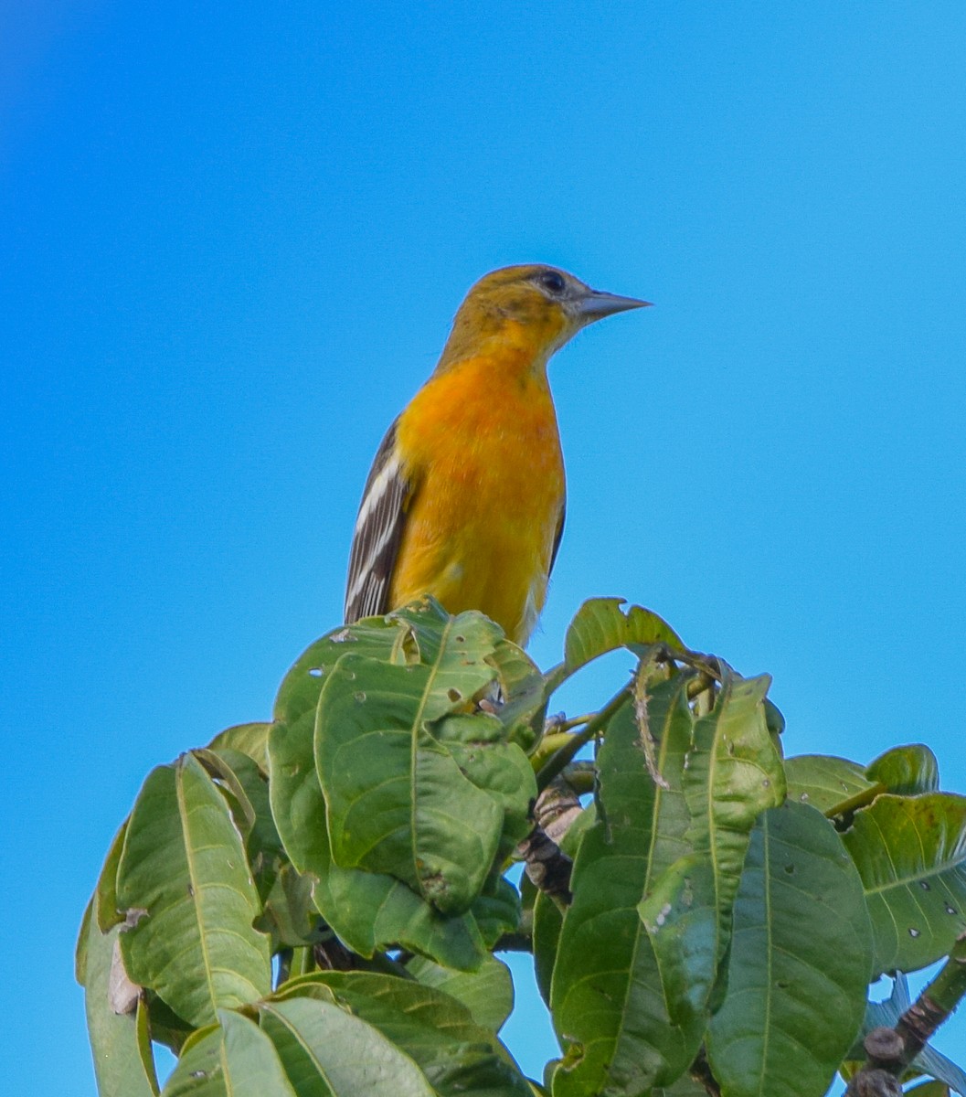 Балтиморский трупиал - ML647131001