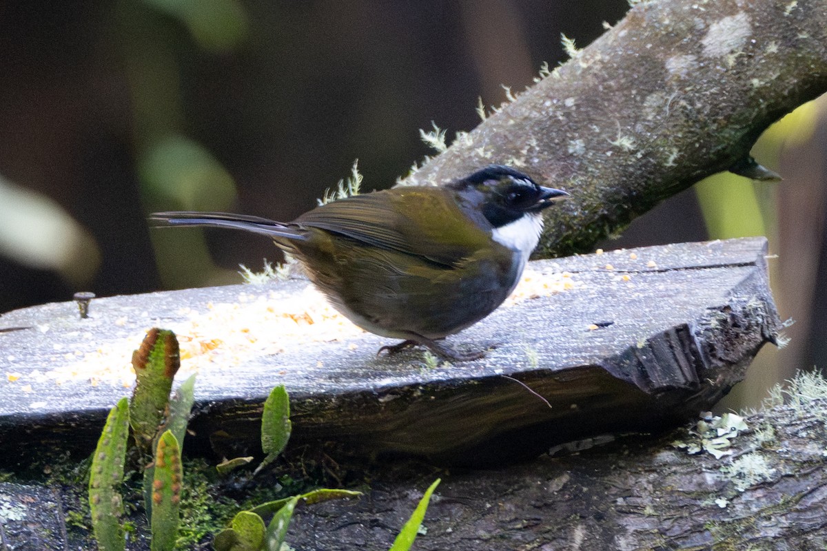 ハイマユヤブシトド - ML647131003