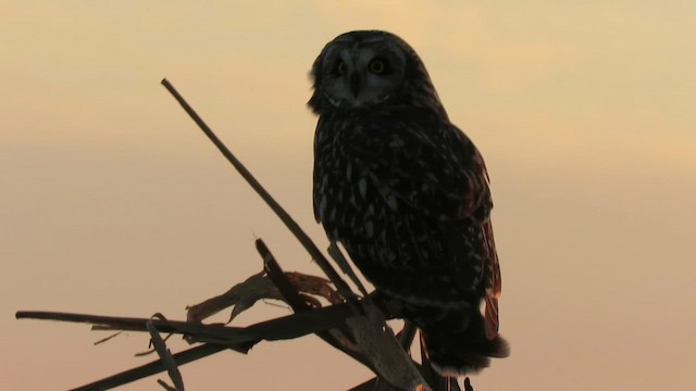 Short-eared Owl (Northern) - ML647131004