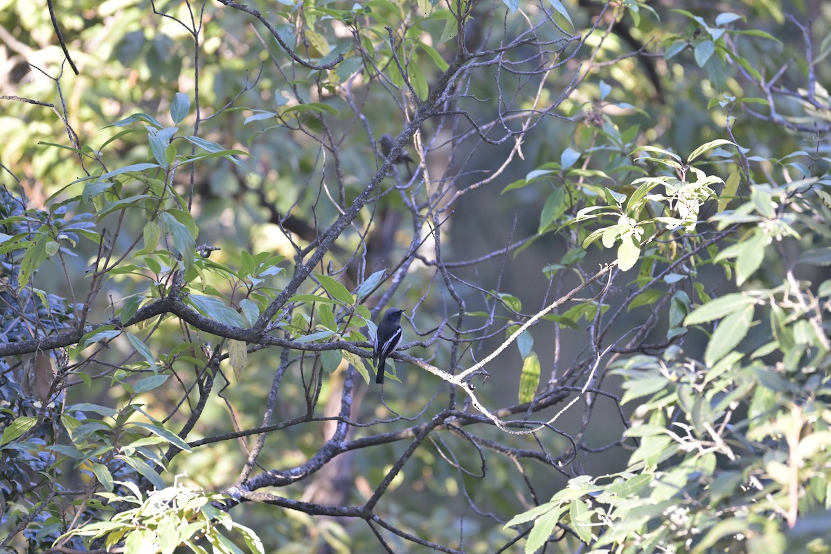 Blue-capped Redstart - ML647131006