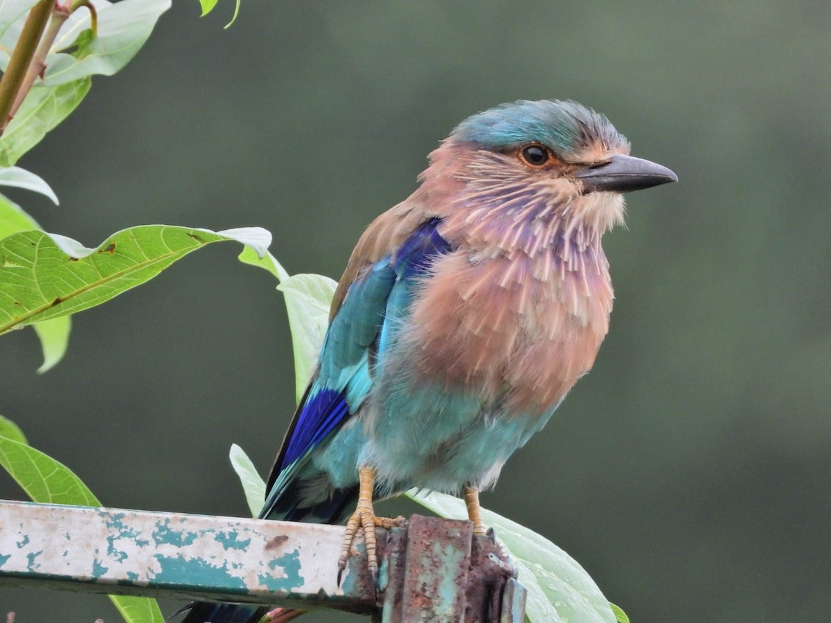 Indian Roller - ML647131009
