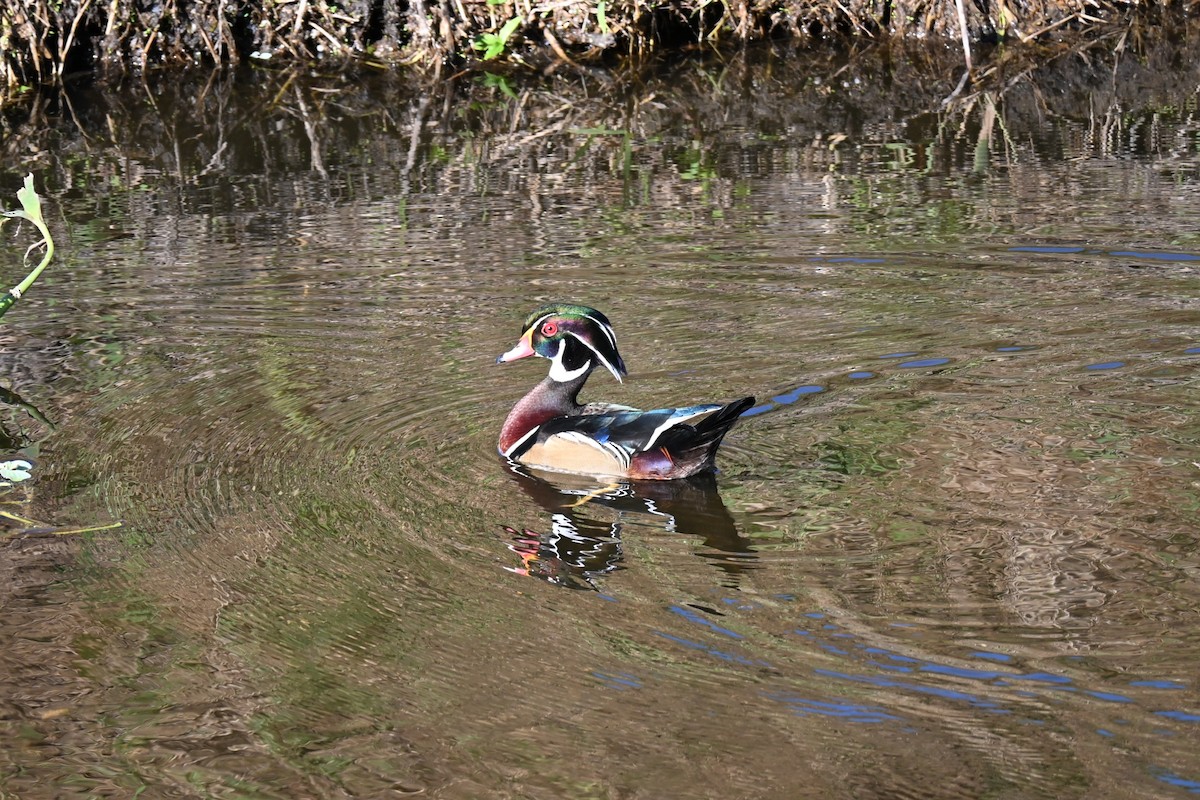 美洲鴛鴦 - ML647131013