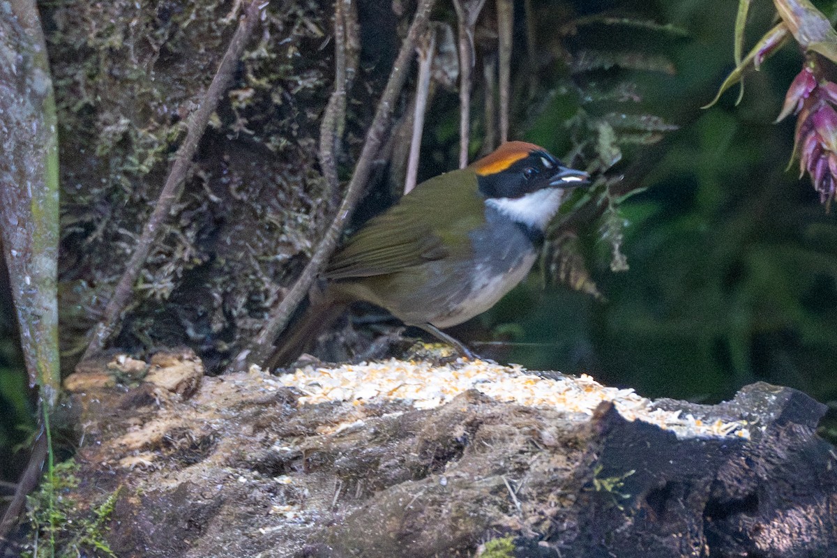 クリボウシヤブシトド - ML647131018