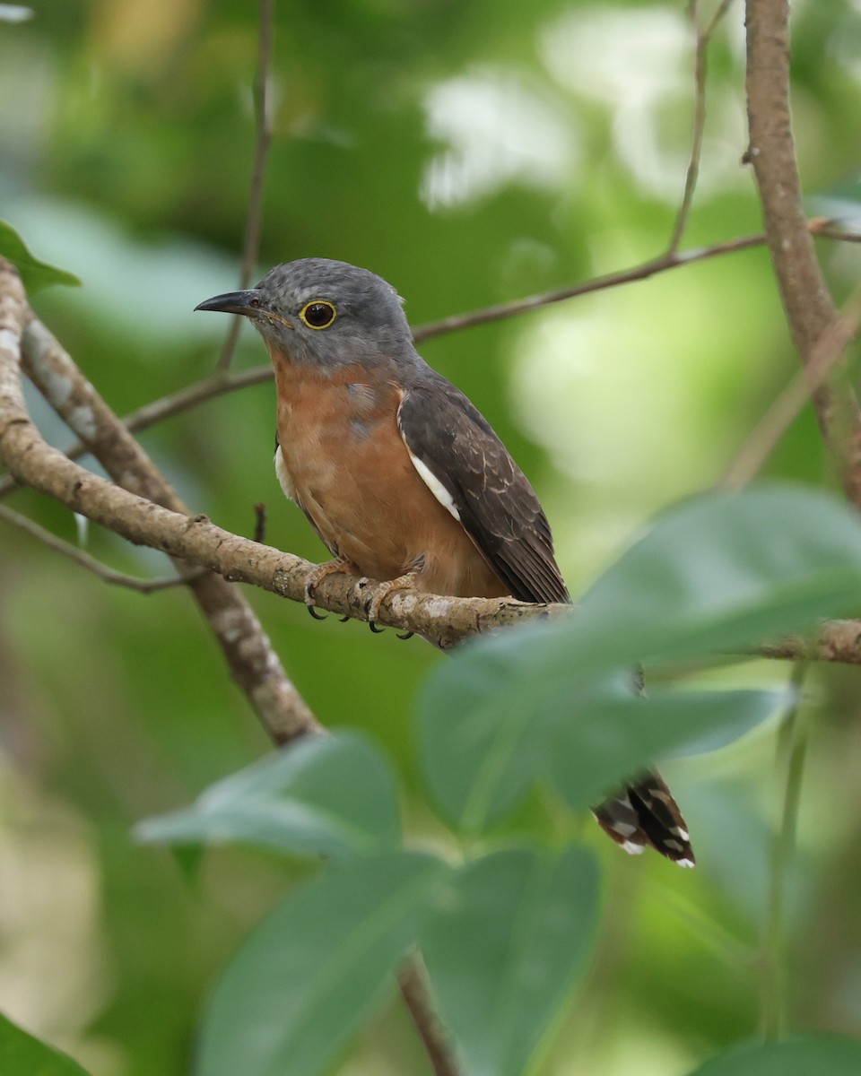 Sunda Brush Cuckoo - ML647131019