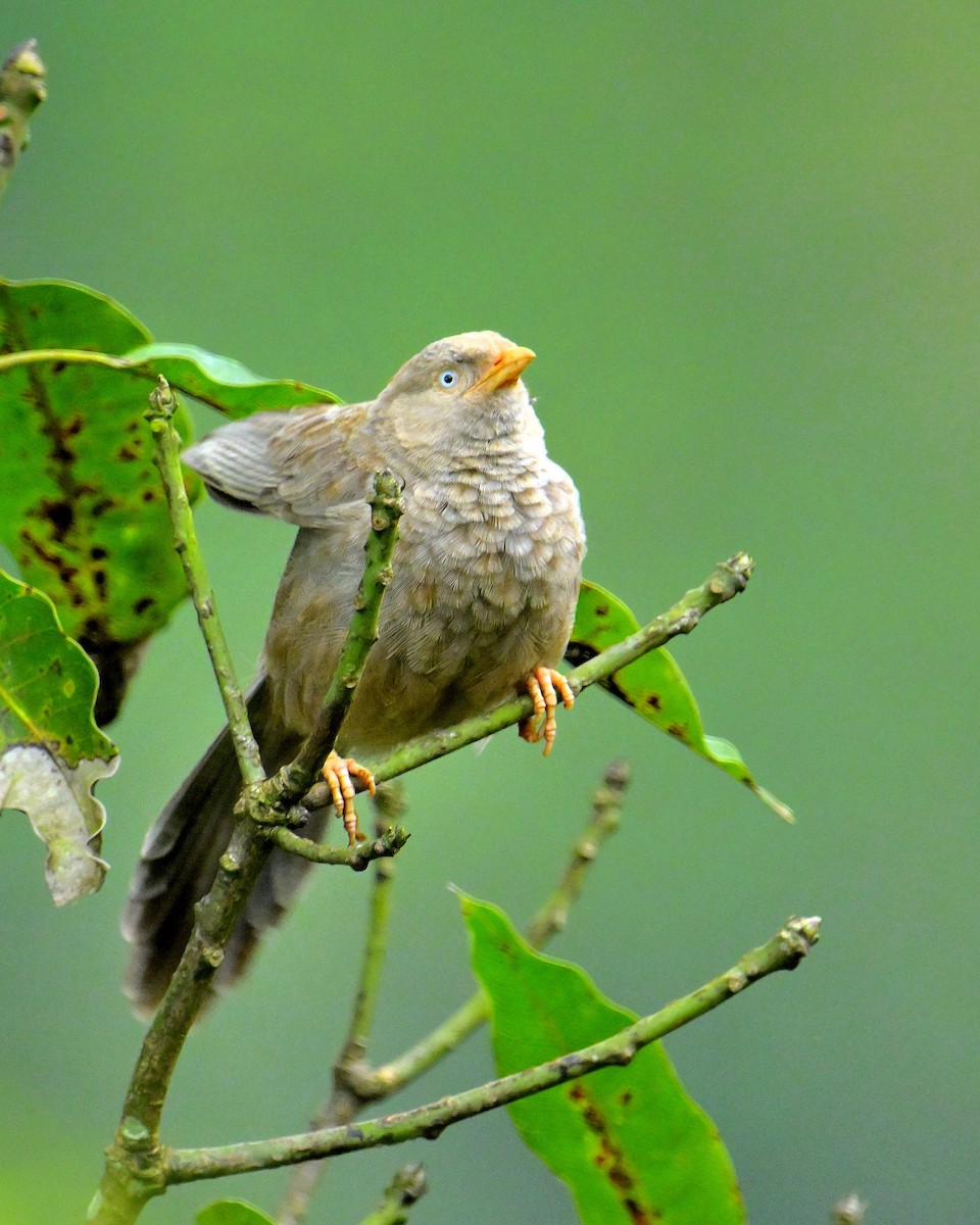 Yellow-billed Babbler - ML647131031