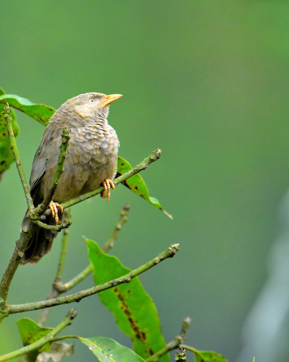 Yellow-billed Babbler - ML647131032