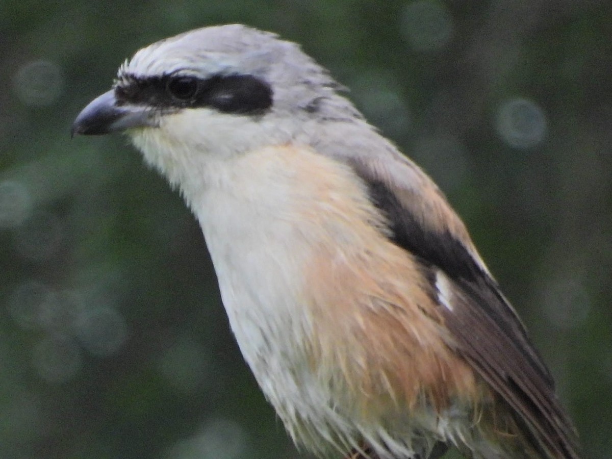 Long-tailed Shrike - ML647131033