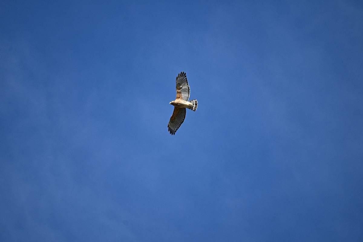 Red-shouldered Hawk - ML647131034