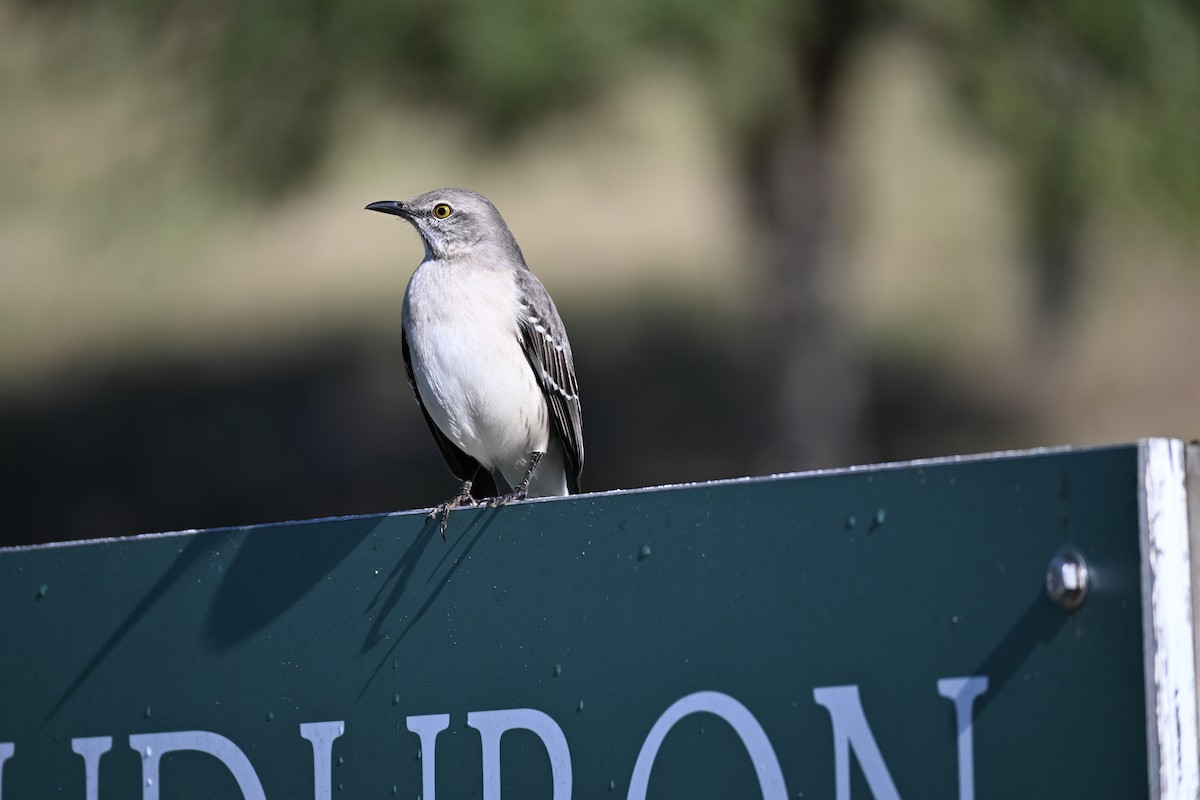 Northern Mockingbird - ML647131035