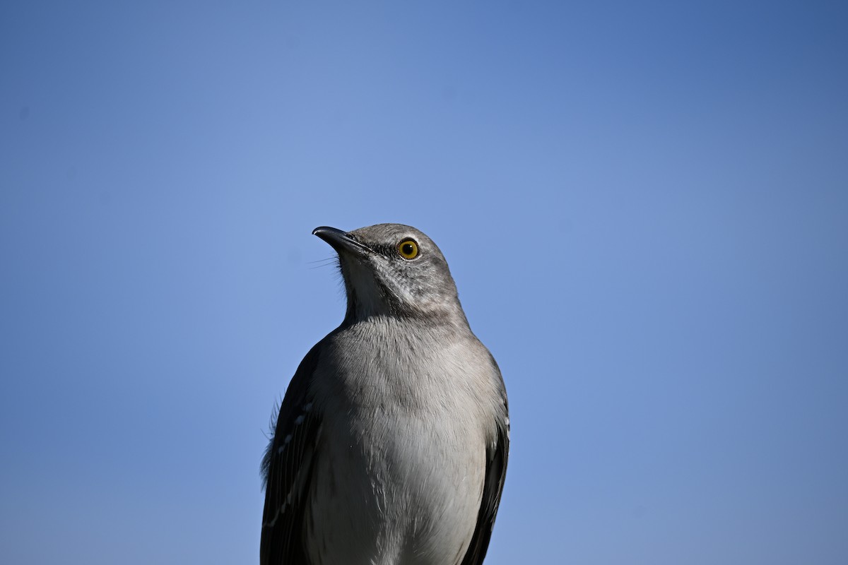 Northern Mockingbird - ML647131036