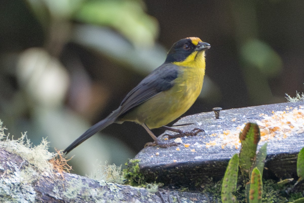 キエリヤブシトド - ML647131040