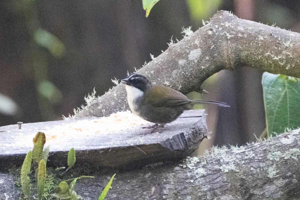 ハイマユヤブシトド - ML647131046