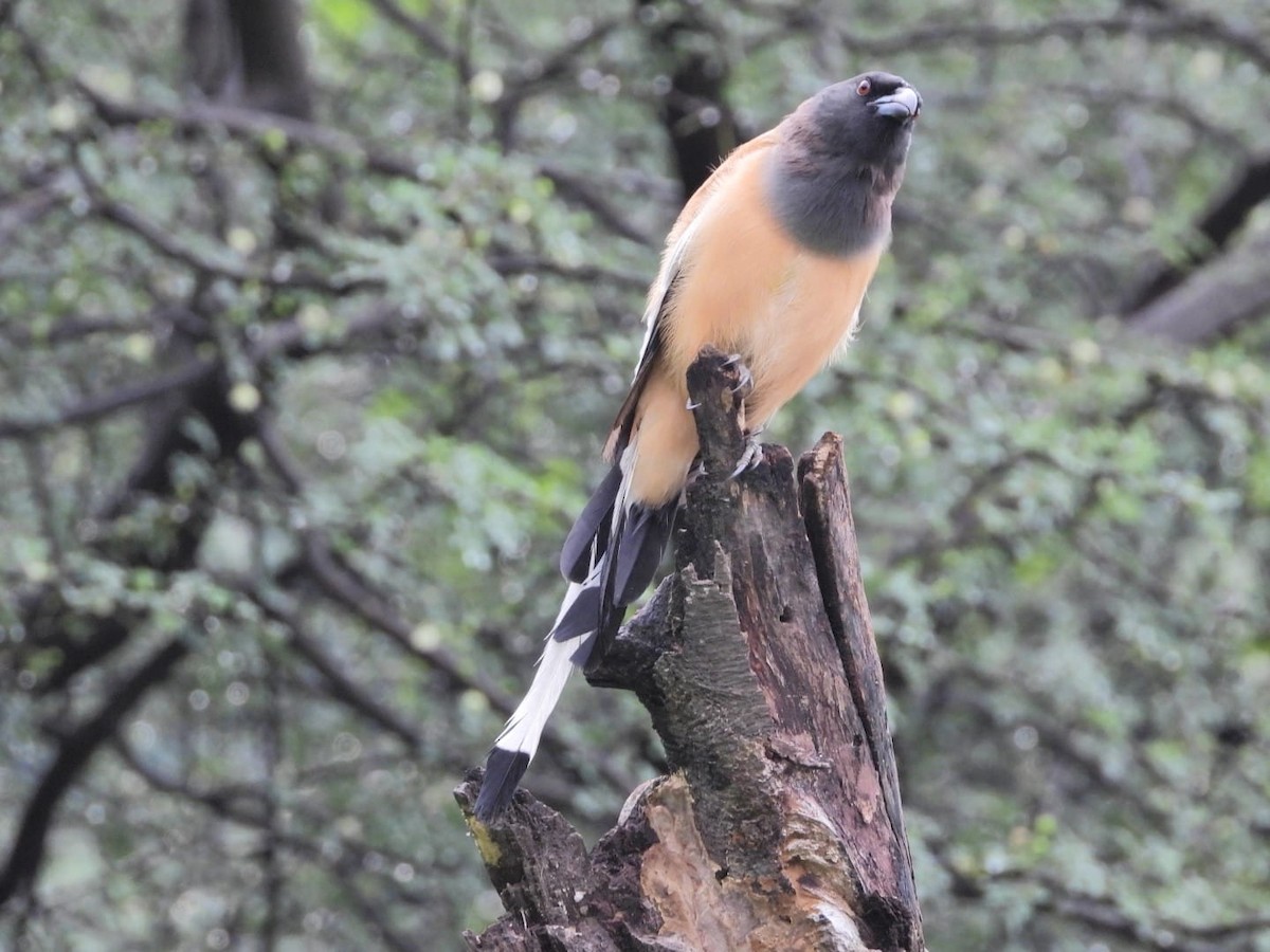 Rufous Treepie - ML647131051