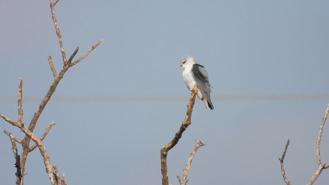 Black-winged Kite - ML647131059