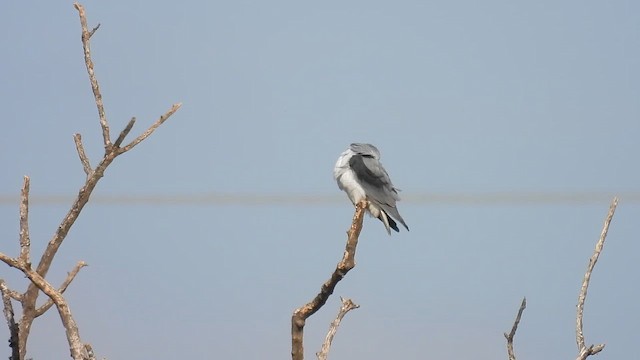 Black-winged Kite - ML647131062
