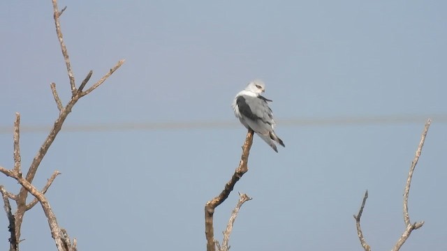 Black-winged Kite - ML647131066