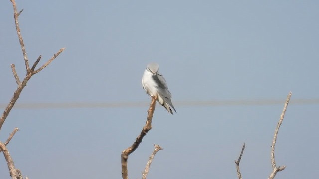 Black-winged Kite - ML647131068
