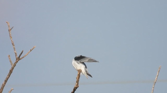 Black-winged Kite - ML647131069