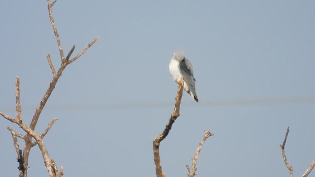 Black-winged Kite - ML647131070