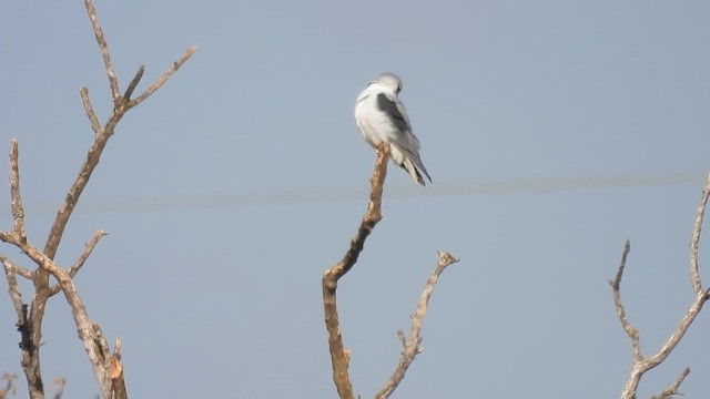 Black-winged Kite - ML647131071