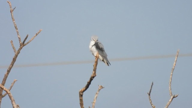 Black-winged Kite - ML647131072