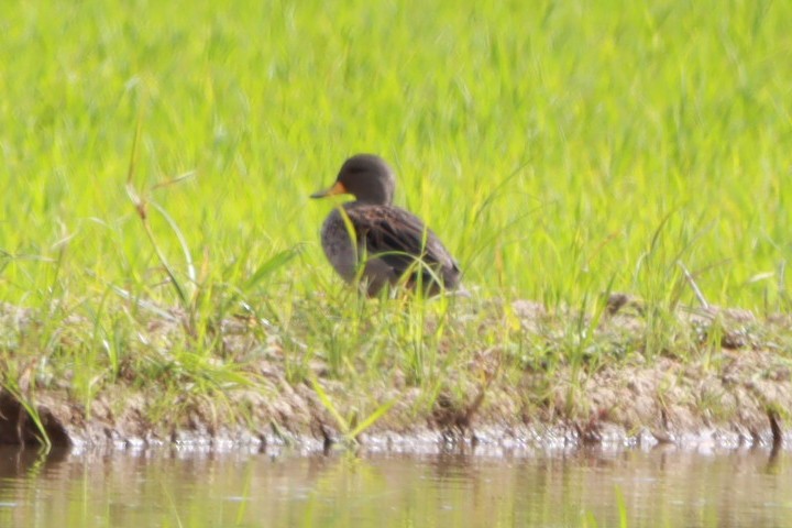Yellow-billed Teal - ML647131076