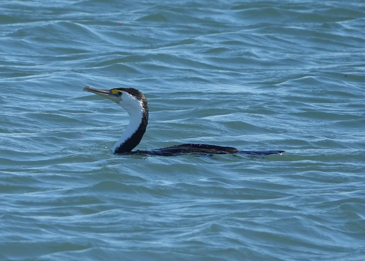 Pied Cormorant - ML647131081