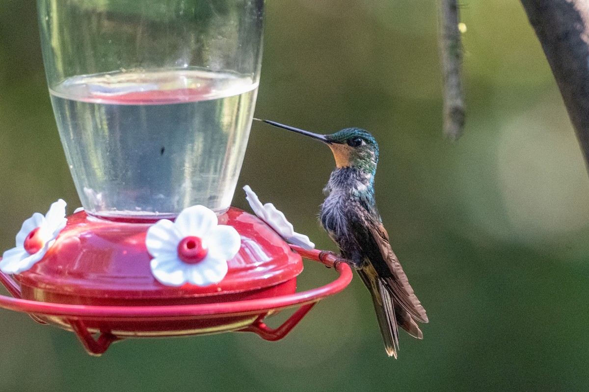 Golden-bellied Starfrontlet - ML647131082