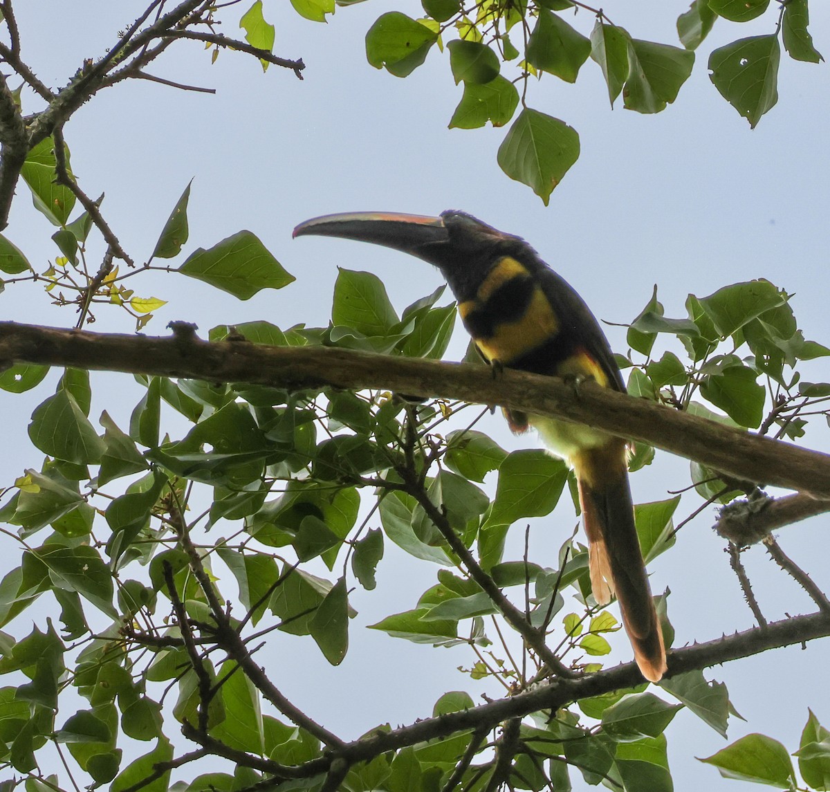 Many-banded Aracari - ML647131086