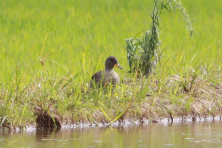 Yellow-billed Teal - ML647131087