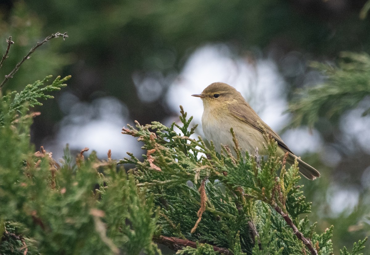 Iberian Chiffchaff - ML647131098